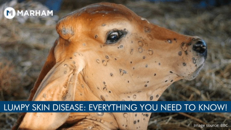 Lumpy Skin Disease Outbreak Can Humans Get Infected Marham 6066