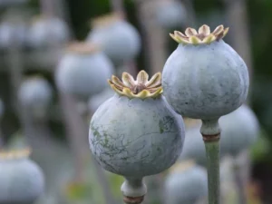 Poppy Seeds Uses